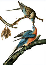 Passenger Pigeon. Mini Print