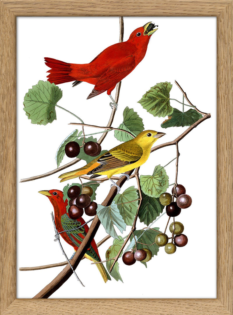 Summer Red Bird. Mini Print