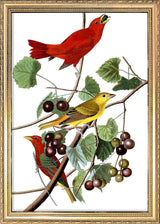 Summer Red Bird. Mini Print