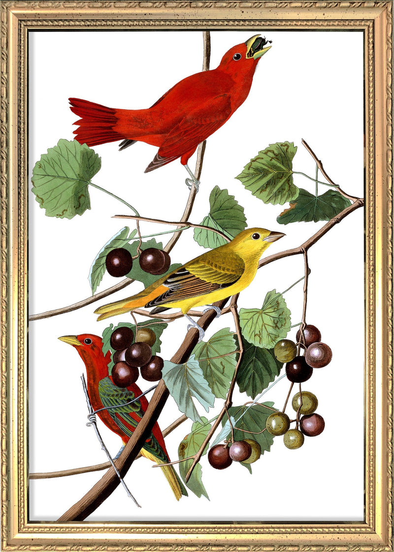 Summer Red Bird. Mini Print