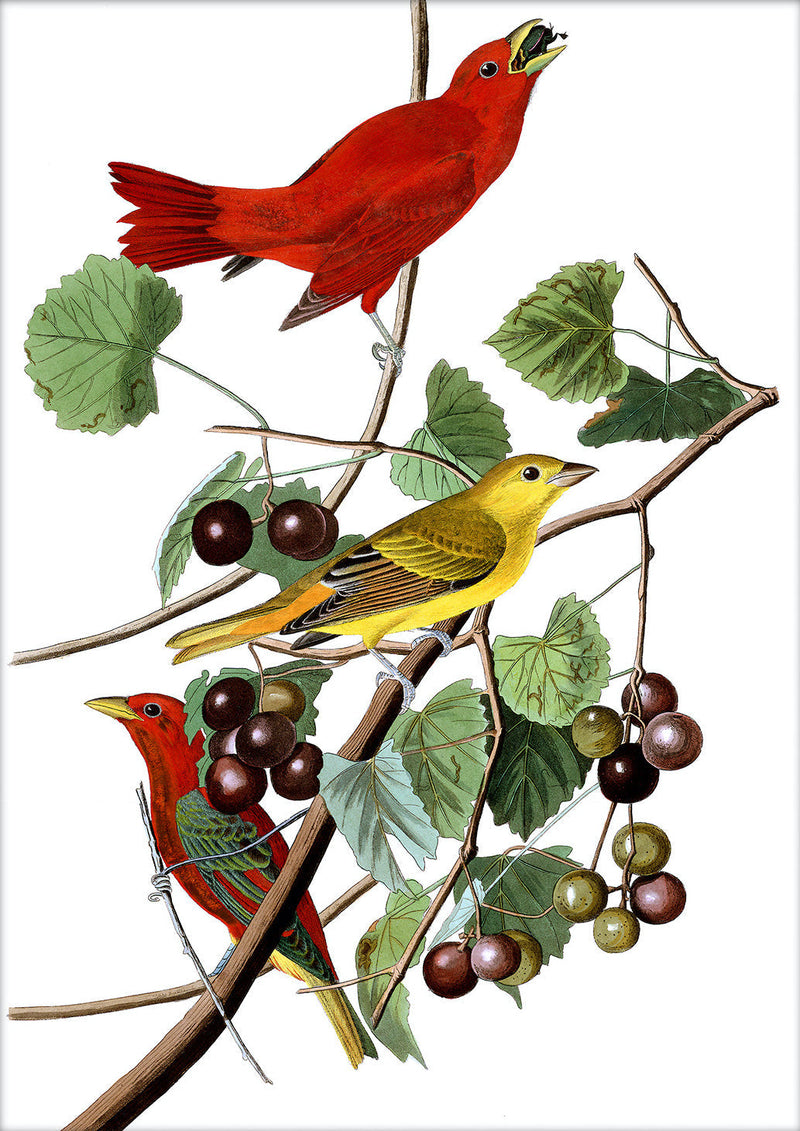 Summer Red Bird. Mini Print