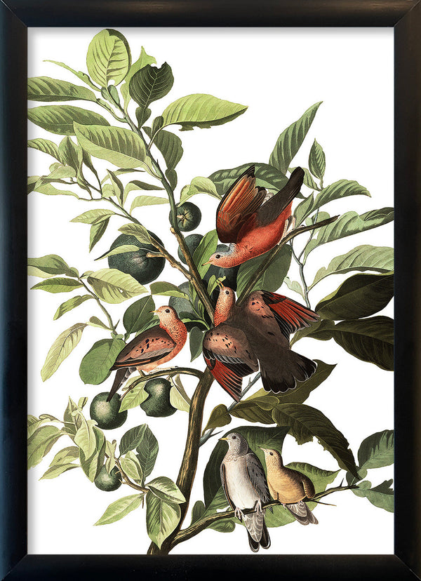 Ground Dove. Mini Print