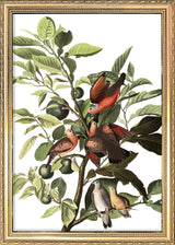 Ground Dove. Mini Print