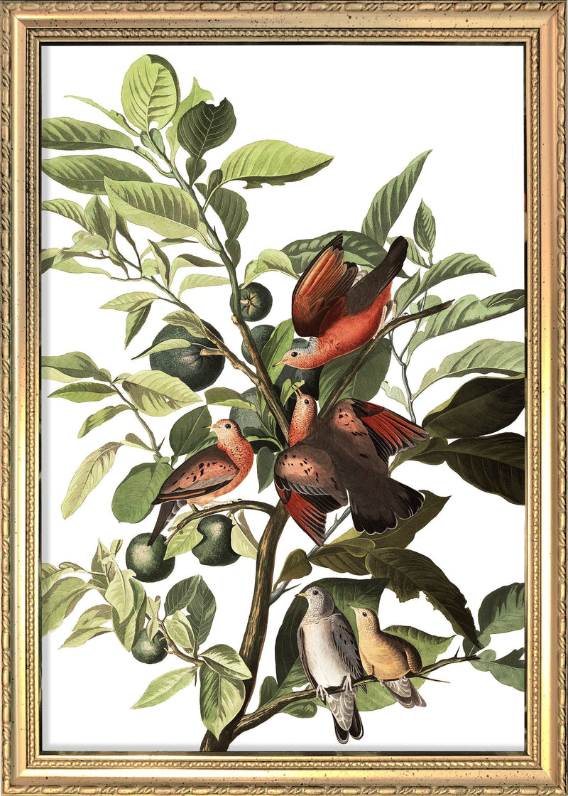 Ground Dove. Mini Print