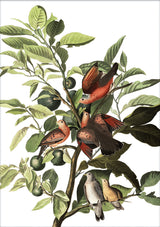 Ground Dove. Mini Print