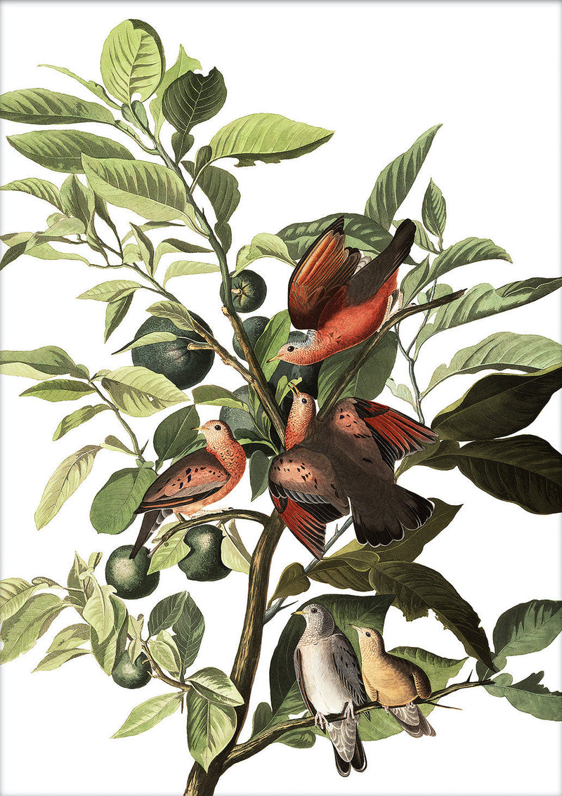 Ground Dove. Mini Print