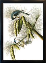 Crested Titmouse. Mini Print