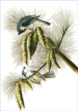 Crested Titmouse. Mini Print