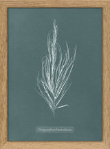 Algae Dictyosiphon Fæniculacea.