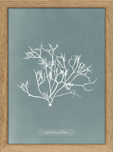 Algae Gigartina Pistillata.