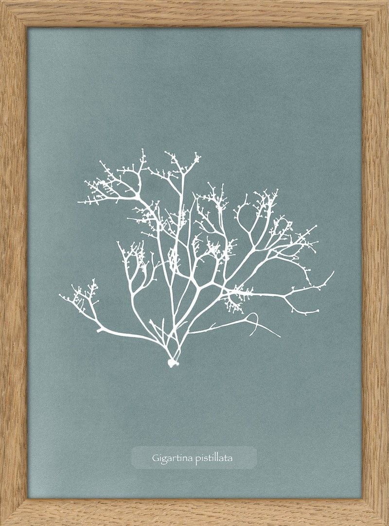 Algae Gigartina Pistillata.