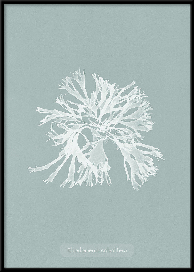 Algae Rhodomenia Sobolifera.