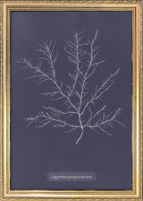 Algae Gigartina Purpurascens.