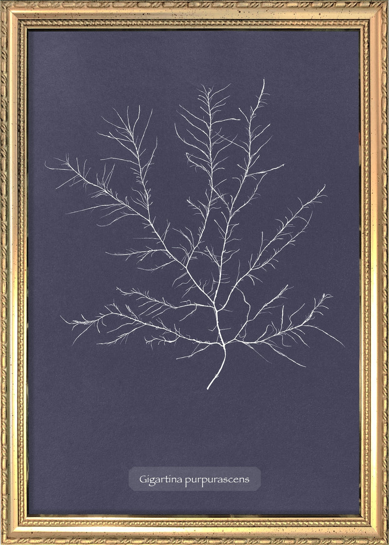 Algae Gigartina Purpurascens.