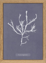 Algae Fucus Aruginosus.