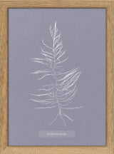 Algae Dichloria Viridis.