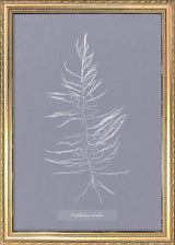 Algae Dichloria Viridis.