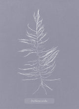 Algae Dichloria Viridis.