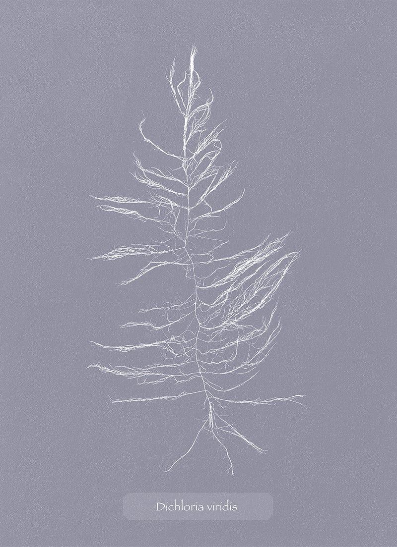 Algae Dichloria Viridis.