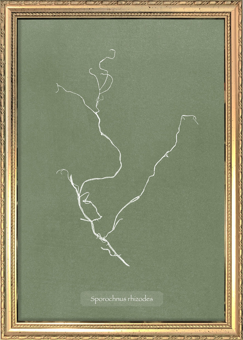 Algae Sporochnus Rhizodes.