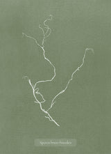 Algae Sporochnus Rhizodes.