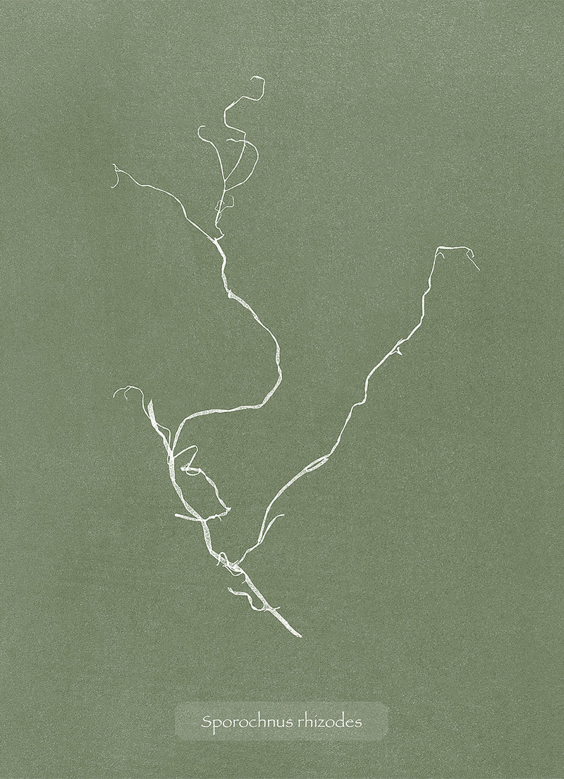 Algae Sporochnus Rhizodes.
