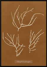 Algae Polysiphonia Elongata.