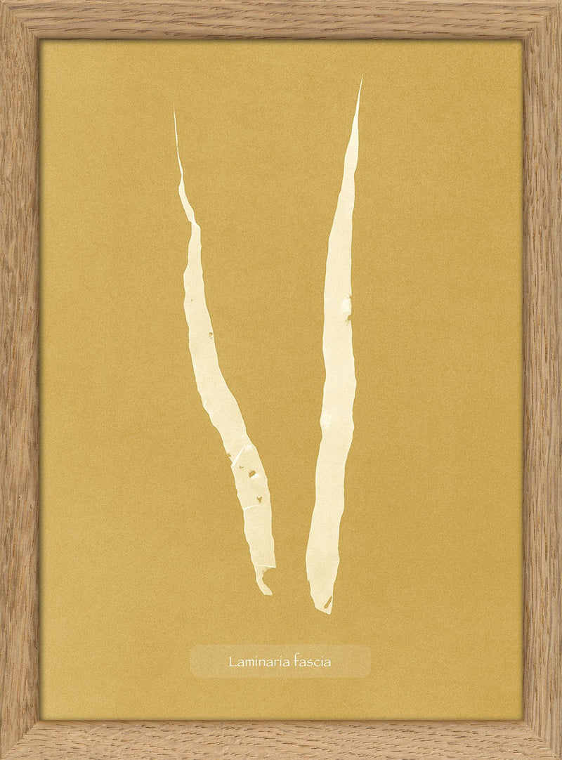 Algae Laminaria Fascia.