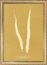 Algae Laminaria Fascia.