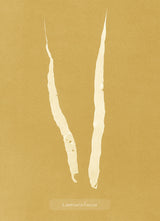 Algae Laminaria Fascia.