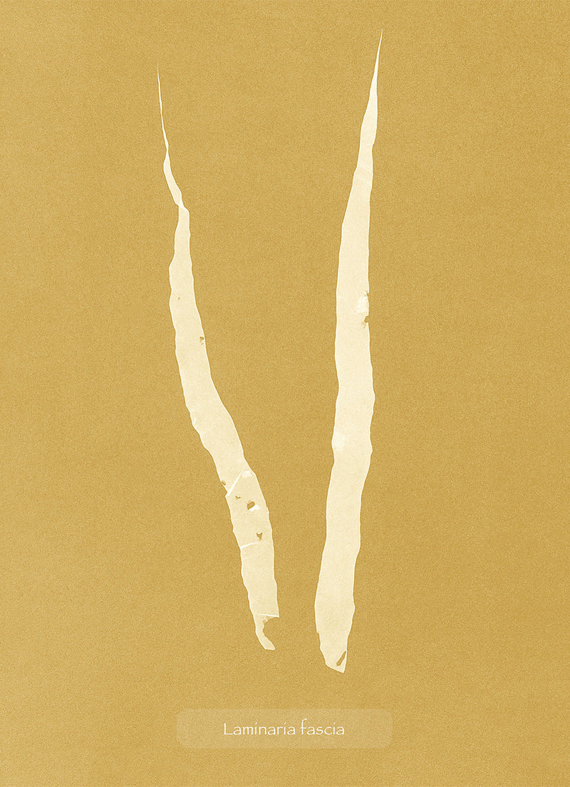 Algae Laminaria Fascia.