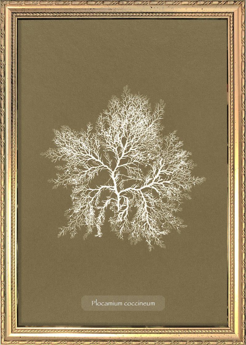 Algae Plocamium Coccineum. Mini Print