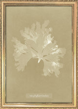 Algae Nitophyllum Gmeleni.