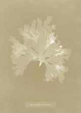 Algae Nitophyllum Gmeleni.