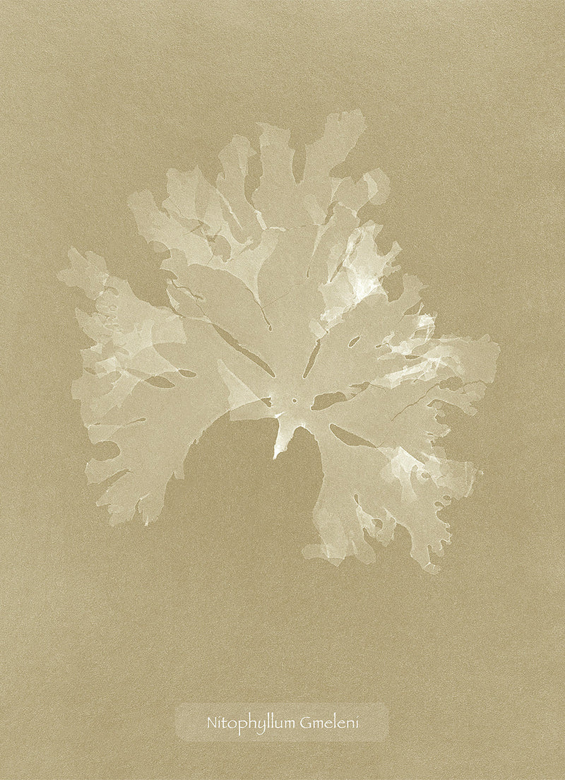 Algae Nitophyllum Gmeleni.