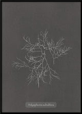 Algae Polysiphonia Subulifera.