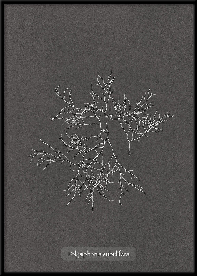 Algae Polysiphonia Subulifera.