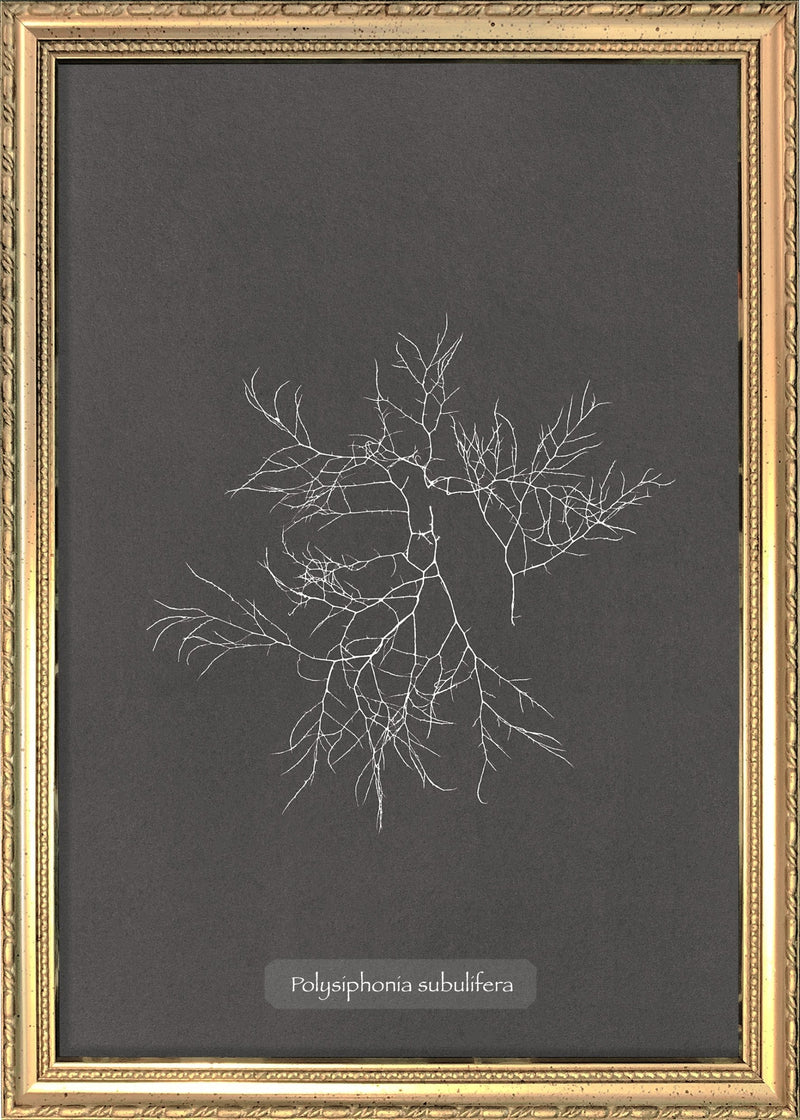 Algae Polysiphonia Subulifera.