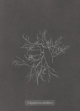 Algae Polysiphonia Subulifera.