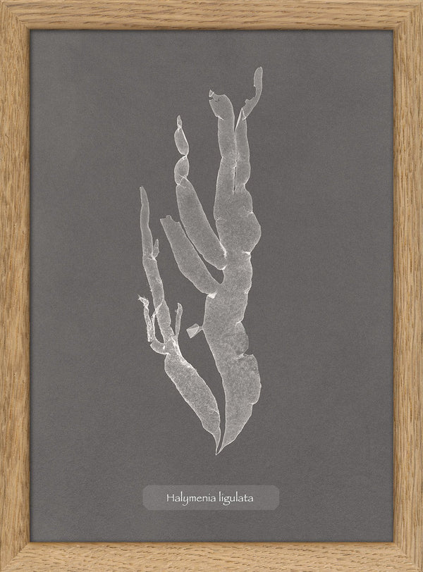 Algae Halymenia Ligulata.