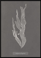 Algae Halymenia Ligulata.