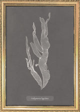 Algae Halymenia Ligulata.