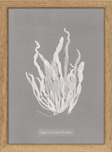 Algae Asperococcus Echinatus.