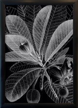 Botanical Study I. Mini Print