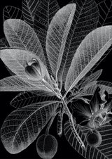 Botanical Study I. Mini Print