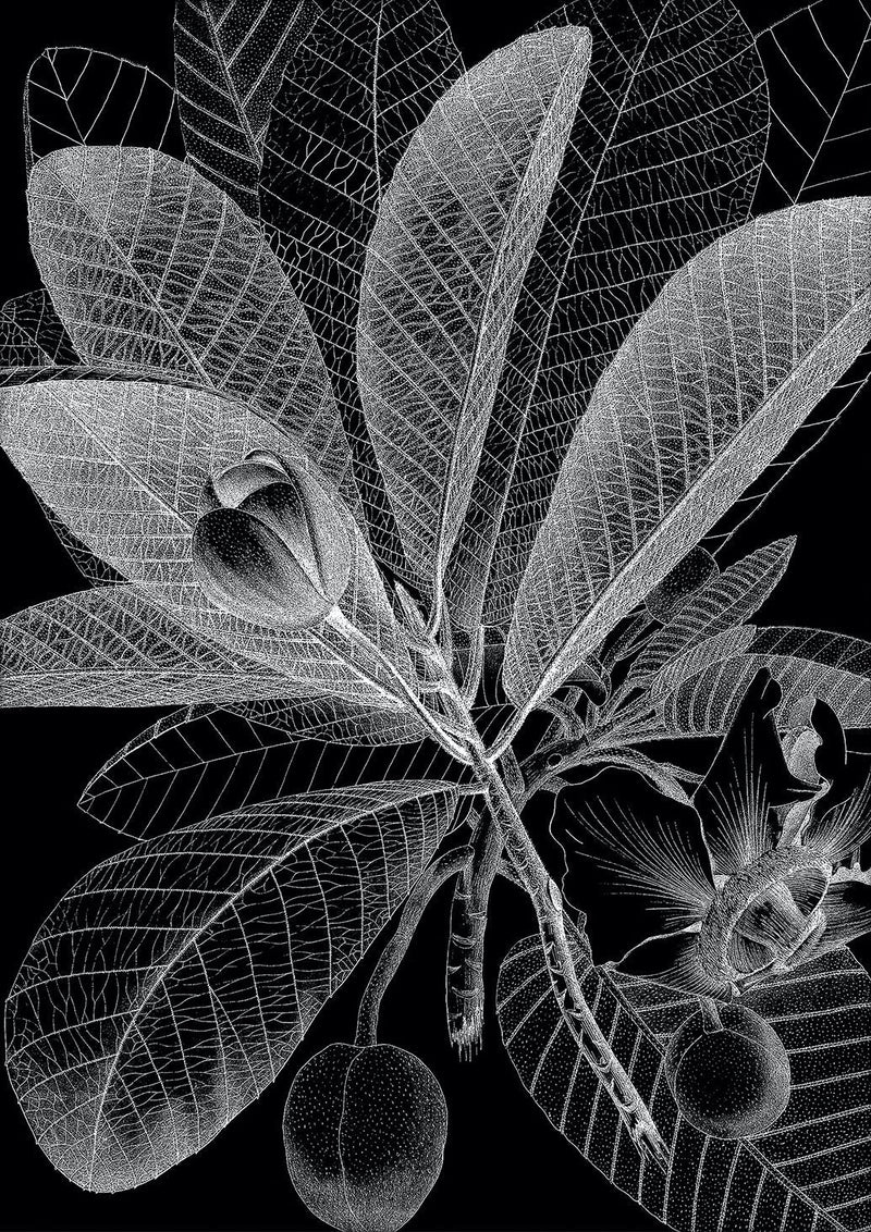 Botanical Study I. Mini Print