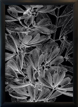 Botanical Study II. Mini Print