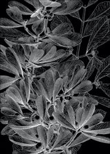 Botanical Study II. Mini Print