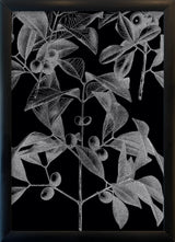 Botanical Study III. Mini Print