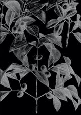 Botanical Study III. Mini Print